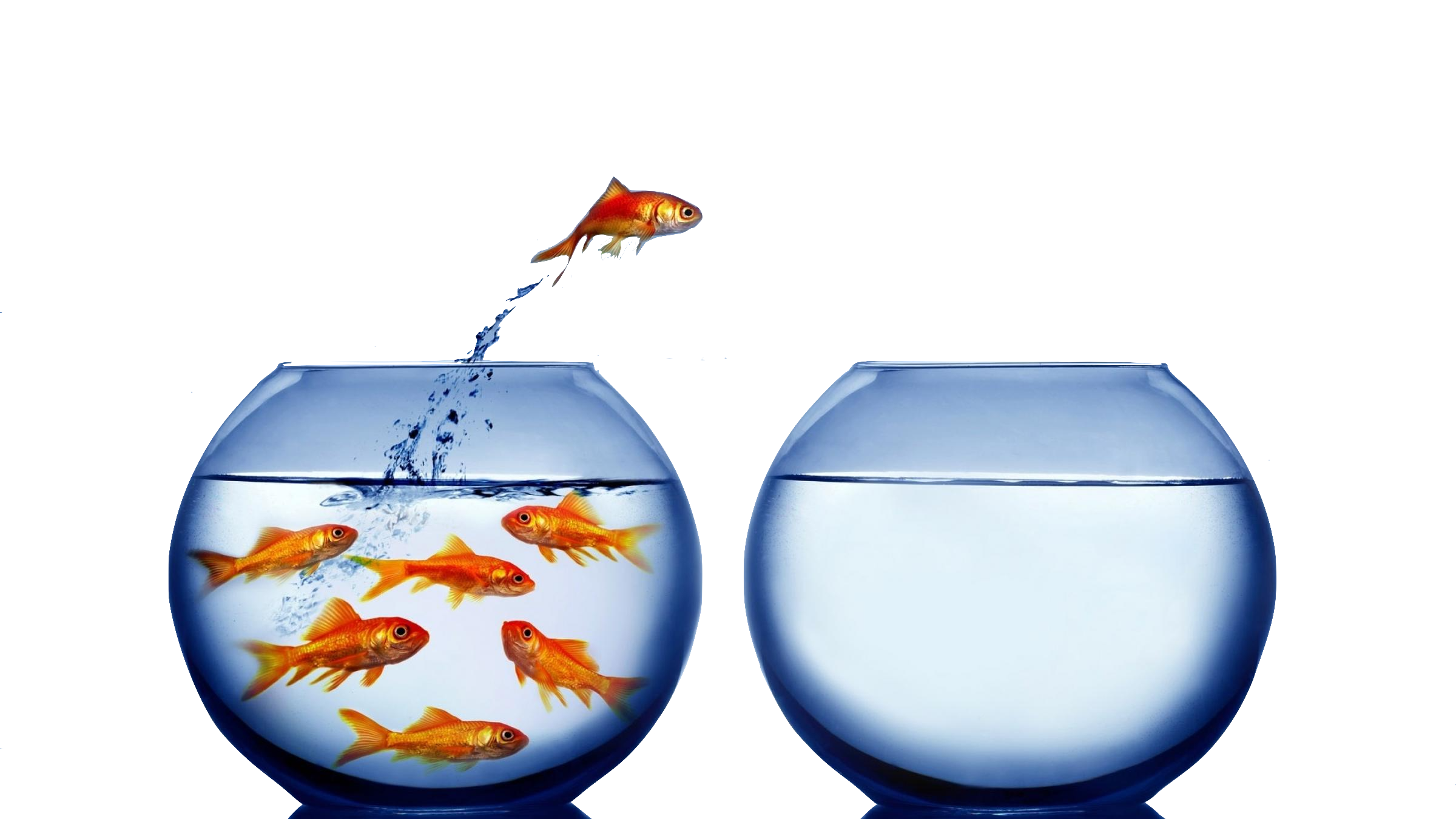 goldfish-2400x1350 background deleted